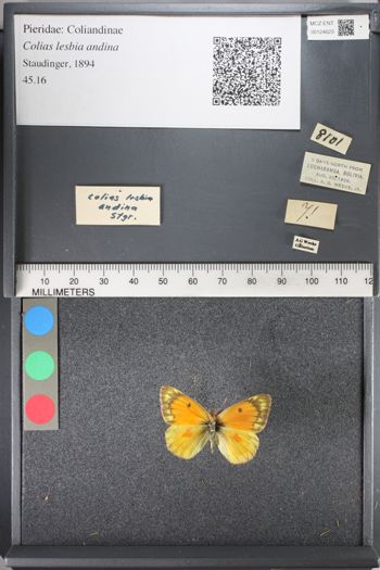 Media type: image;   Entomology 124623